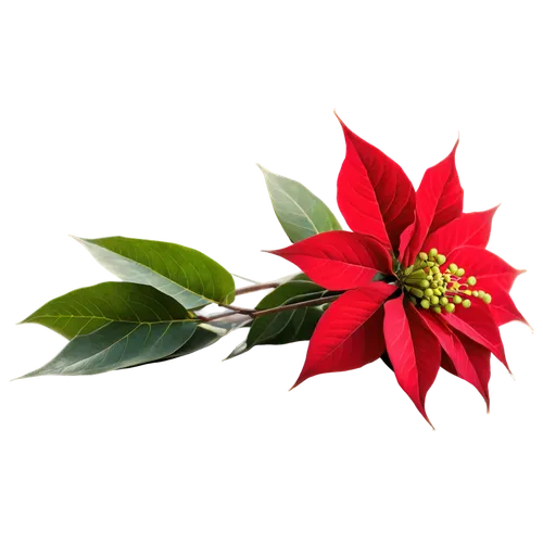 christmas flower,flower of christmas,poinsettia flower,poinsettia,flower christmas,christmas background,flower of december,christmasbackground,poinsettias,christmas border,holly wreath,christmas motif,wreath vector,flower background,christmas rose,christmas wallpaper,xmas plant,flowers png,christmas ribbon,christmas snowflake banner,Art,Artistic Painting,Artistic Painting 01