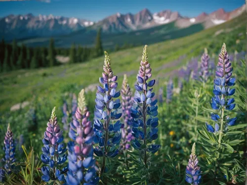 Gore Range, Purple Lupine, Summit County, Colorado, photo,lupines,lupine,lupins,alpine meadow,alpine meadows,trumpet gentian,lupinus mutabilis,alpine flowers,bluebonnet,mountain meadow,wildflowers,gen