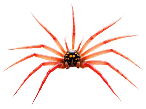 Transparent, tiny, eight-legged, arachnid, brown body, red spots, shiny exoskeleton, delicate legs, crawling, close-up, macro photography, high contrast, dramatic lighting, dark background.,baboon spi