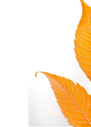 beech leaf,leaf background,leaf macro,yellow leaf,beech leaves,golden leaf,autumn leaf,brown leaf,leaf color,maple leave,acorn leaf,maple foliage,yellow maple leaf,fall leaf,grape leaf,chestnut leaf,leaves frame,gold leaves,leaflike,autumn frame,Conceptual Art,Daily,Daily 25