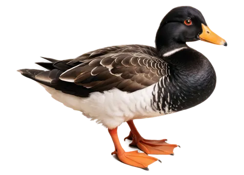 blackduck,cayuga duck,shelduck,brahminy duck,australian shelduck,female duck,ornamental duck,galliformes,gooseander,branta,greylag goose,canard,lameduck,shoveler,quackenbush,female mandarin duck,rockerduck,duck,nile goose,fulica,Art,Classical Oil Painting,Classical Oil Painting 17