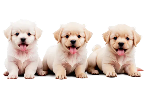 labradors,goldens,labrador retriever,golden retriever,golden retriever puppy,golden retriver,puppies,three dogs,retrievers,color dogs,dog breed,canines,dog pure-breed,quadrupeds,parvovirus,retriever,animorphs,cute puppy,beagles,bloodhounds,Illustration,Realistic Fantasy,Realistic Fantasy 19