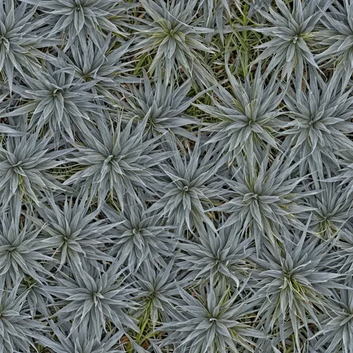 hechtia,cleombrotus,asteraceae,aloe polyphylla,cyperaceae,stricta,dew on grass,block of grass,polygonaceae,clover pattern,sedums,aloe vera leaf,aloe,mammillaria,ferocactus,capitata,ornamental onion,succulents,houseleek,dyckia,Realistic Material,Grass,Grass 38