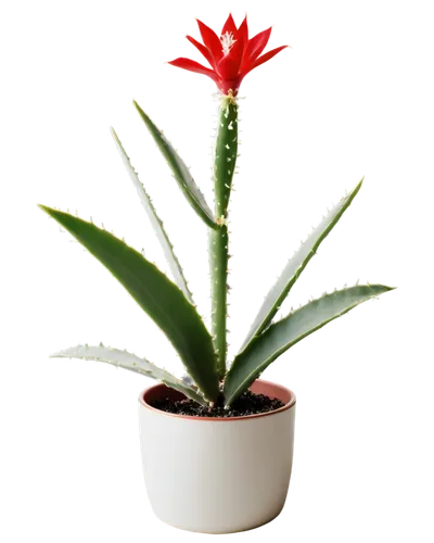 christmas flower,xmas plant,adenium,red cactus flower,flower of christmas,tenuifolia,bromelia,schlumbergera,pine flower,flower of december,hostplant,cactus digital background,potted plant,indoor plant,pachypodium,flower christmas,cactus flower,desert plant,brachypodium,red snowflake,Photography,Documentary Photography,Documentary Photography 02