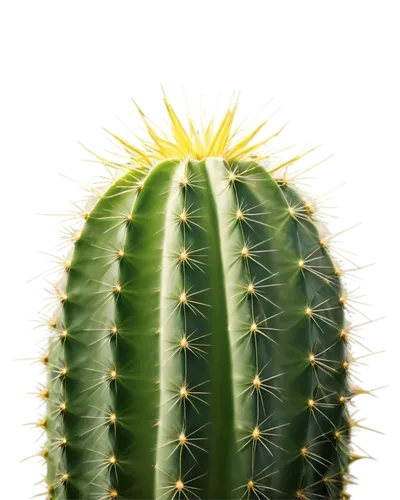 cactus digital background,cactus,prickly,prickly flower,echinopsis,prickle,sclerocactus,prickles,prickliest,cereus,silversword,cactus flower,sunburst background,ferocactus,capitata,spiny,prickling,nopal,desert plant,aloe,Photography,General,Cinematic