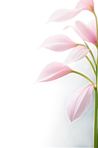 flowers png,tulip background,flower background,floral digital background,pink floral background,chrysanthemum background,centaurium,flower illustrative,paper flower background,minimalist flowers,white floral background,japanese floral background,stargazer lily,floral background,crinum,pink flower white,artificial flower,easter lilies,lily flower,floral mockup,Conceptual Art,Sci-Fi,Sci-Fi 05