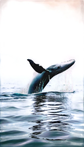 tursiops,macrocephalus,pilot whale,northern whale dolphin,dolphin background,ballena,tilikum,ballenas,delphin,cetacean,delphinus,cetacea,humpback whale,bottlenose dolphin,tursiops truncatus,dusky dolphin,baleine,cetaceans,blackfish,marineland,Conceptual Art,Oil color,Oil Color 24