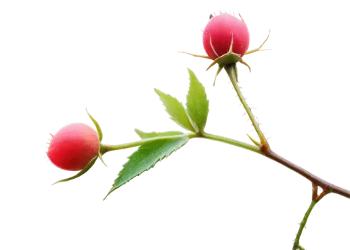 Rose hip, macro shot, close-up, detailed texture, soft pink color, delicate shape, thorny stem, green leaves, morning dew, warm lighting, shallow depth of field, 3/4 composition, cinematic atmosphere.