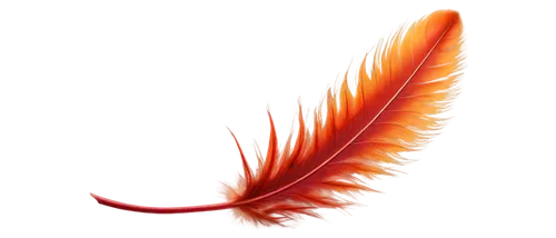 garridos,feather,garrisoned,swan feather,hindwing,polychaete,false saffron,ercp,bird feather,orange,uniphoenix,garriott,hawk feather,garrisoning,peacock feather,chicken feather,arancio,garrisons,cockrel,feather on water,Conceptual Art,Daily,Daily 30