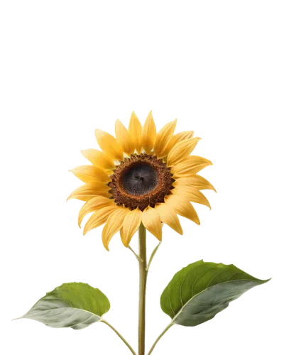 sun flower,small sun flower,ox-eye daisy,sunflower,sunflower lace background,yellow gerbera,sun flowers,helianthus,helianthus sunbelievable,rudbeckia,sunflower paper,gold flower,flower wallpaper,stored sunflower,flower background,yellow flower,erdsonne flower,african daisy,flowers sunflower,sunburst background,Illustration,Realistic Fantasy,Realistic Fantasy 37