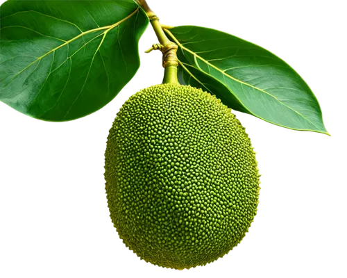 Fresh green jackfruit, solo, vertical composition, high-angle shot, detailed texture, ridged skin, stout stem, glossy leaves, natural light, soft focus, shallow depth of field, warm color tone, realis