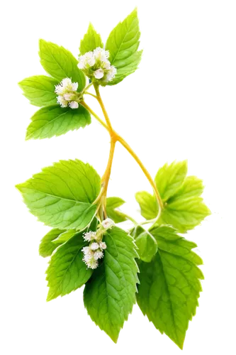 Raspberries, immature, green, unripe, small, delicate, tender, juicy, leafy stem, tiny white flowers, morning dew, soft natural light, close-up, macro photography, shallow depth of field, vibrant gree