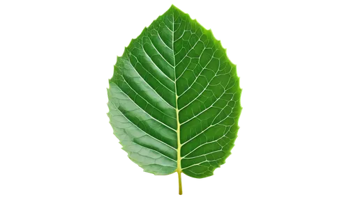 leaf background,green leaf,mape leaf,bigleaf,leaf green,tree leaf,tropical leaf,spring leaf background,green wallpaper,eco,custody leaf,leaf,walnut leaf,fan leaf,jungle leaf,greenleft,fern leaf,magnolia leaf,chestnut leaf,natura,Photography,Black and white photography,Black and White Photography 02