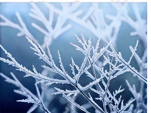 snowflake background,hoarfrost,frostiness,frost,frosts,ice crystal,blue snowflake,morning frost,ice crystals,ground frost,frostings,winter background,frost bubble,frozen morning dew,frostily,frosted glass,deepfreeze,frozen ice,ice flowers,snow crystals,Illustration,Japanese style,Japanese Style 13