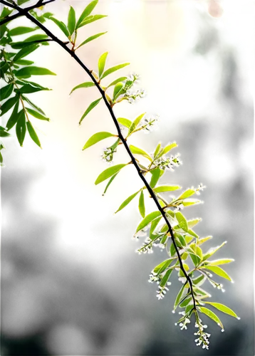 ordinary robinia,branchlets,chionanthus,tamarisk,ailanthus,panicle,maidenhair,gleditsia,myrica,penduline,colepeper,japanese meadowsweet,elderflower,solidago,indigofera,tulsi seeds,ornamental shrub,acer platanoides,ornamental plant,parthenium,Illustration,Black and White,Black and White 33