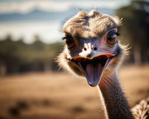 emu,ostrich,ostrich farm,ostriches,grey neck king crane,troodon,anthropomorphized animals,greater rhea,platycercus,dodo,roadrunner,galliformes,bazlama,the beaked,camelid,flightless,gooseander,ferruginous,landfowl,ostrich feather,Photography,General,Cinematic