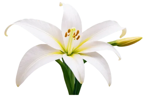 white lily,easter lilies,madonna lily,zephyranthes,flowers png,hymenocallis,lily flower,grass lily,white flower,day lily,day lily flower,lilium candidum,garden star of bethlehem,flower background,lilium,star of bethlehem,white trumpet lily,lilies,flower wallpaper,delicate white flower,Illustration,Paper based,Paper Based 02