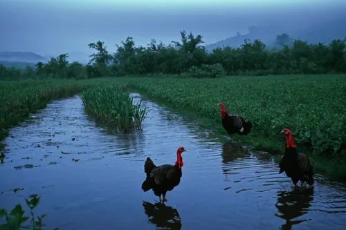 Create a suspenseful scene where a turkey hen goes missing.,landfowl,lalu wetland,water fowl,srinagar,xinjiang,gujarat birds,fujian white crane,in xinjiang,red avadavat,paddy field,migratory birds,chi