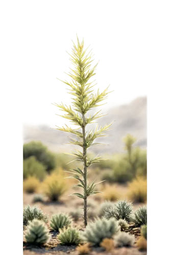 Sagebrush, wild west theme, desert landscape, detailed leaves, woody stem, yellow-green color, soft sunlight, warm atmosphere, shallow depth of field, panoramic view, cinematic composition, high contr