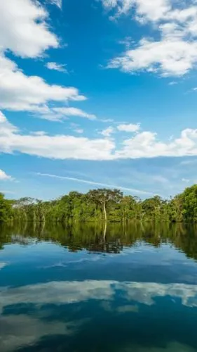 eastern mangroves,mangroves,lagoa rodrigo de freitas,green trees with water,conguillío national park,nicaragua,aaa,galapagos islands,mauritius,alligator lake,water reflection,guanabá real,lake colico,cienaga de zapata,cabaneros national park,background view nature,lake victoria,calm water,water mirror,lake tanuki