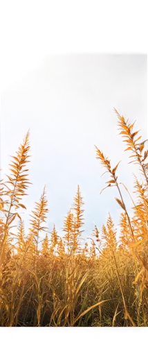 Golden grass, warm sunset, gentle breeze, individual blades swaying, soft focus, shallow depth of field, vibrant orange-yellow hues, backlit, 3/4 composition, low angle shot, dramatic lighting, cinema