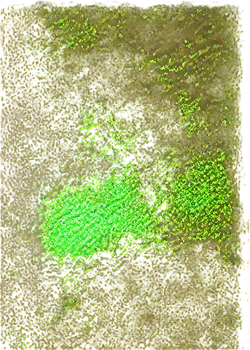 duckweed,cyanobacteria,azolla,pavement,chlorophyta,chlorophyll,green bubbles,puccinia,lichenized,biofilm,pintada,pigment,xanthomonas,topographer,microflora,microalgae,wall texture,green grain,chlorosis,ascochyta,Conceptual Art,Fantasy,Fantasy 16