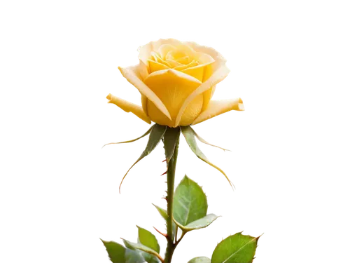 yellow rose background,rose png,gold yellow rose,yellow rose,yellow orange rose,lady banks' rose,lady banks' rose ,arrow rose,bicolored rose,flower rose,dried rose,rose bud,romantic rose,rosa,rose flower,red-yellow rose,orange rose,evergreen rose,rosa nutkana,bright rose,Illustration,Retro,Retro 25