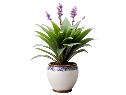 pontederia,androsace rattling pot,bromelia,potted plant,billbergia pyramidalis,india hyacinth,potted palm,container plant,flowers png,laelia,bromeliad,graph hyacinth,billbergia nutans,pineapple lily,lavandula,french lavender,eucomis,fernleaf lavender,bellenplant,egyptian lavender,Illustration,Retro,Retro 06