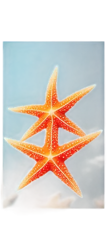 sea star,starfish,christmas snowflake banner,christ star,rating star,six pointed star,cinnamon stars,starfishes,six-pointed star,christmas star,echinoderm,star anise,red snowflake,magic star flower,nautical star,bascetta star,life stage icon,star flower,circular star shield,advent star,Photography,Fashion Photography,Fashion Photography 19