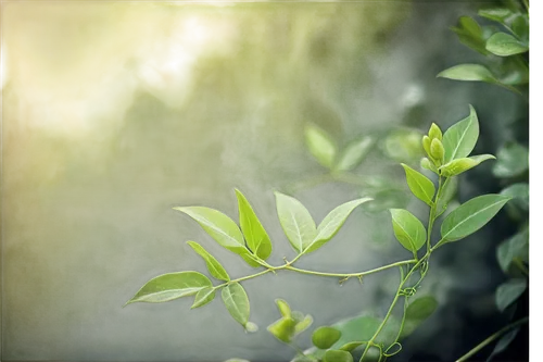 green leaves,euonymus,green wallpaper,green foliage,green plant,olive tree,green plants,tea tree,longjing,spring leaf background,tarragon,trifoliata,nature background,summer savory,cytisus,mandarin leaves,yinzhen,aromatic plant,lyonia,tulsi seeds,Photography,Documentary Photography,Documentary Photography 11