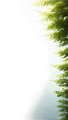 coniferous forest,metasequoia,coniferous,evergreen trees,fir forest,cupressus,fir tree,fir trees,spruce trees,fir tree silhouette,thuja,cypresses,fir green,cryptomeria,evergreens,pteris,spruce tree,3d background,spruce forest,nature background,Photography,Artistic Photography,Artistic Photography 01