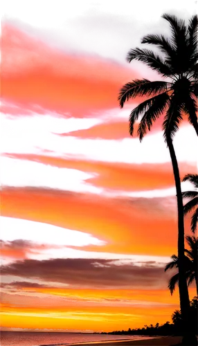 sunset beach,coast sunset,waikoloa,palm tree silhouette,palm tree,tropical house,hawai,palms,dusk background,pink dawn,hawaii,tropics,tropical sea,barotropic,south seas,subset,red sky,sunset,palm tree vector,palm field,Illustration,Black and White,Black and White 20