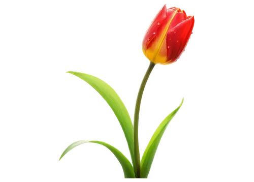 tulip background,flowers png,flower background,flower wallpaper,yellow orange tulip,tulip blossom,tulipa,tulip,tulip flowers,flame flower,flower bud,parrot tulip,tulp,two tulips,flower illustrative,wild tulip,orange flower,pink tulip,decorative flower,tulipe,Unique,Design,Blueprint