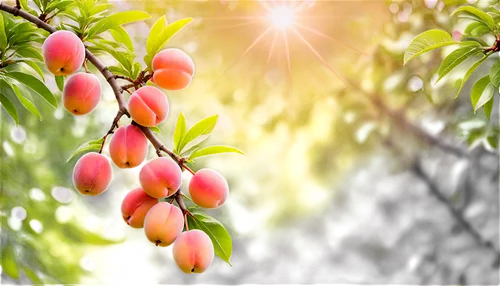 apricots,fruit tree,mangoes,argan tree,nectarines,fruit blossoms,pluots,peach tree,fruitfulness,mangos,almond tree,fruit trees,fruits plants,persimmon tree,plum tree,fruit bush,fruiting,prunus,sapodilla,syzygium,Illustration,Japanese style,Japanese Style 01