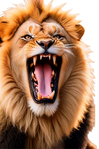 roaring,roar,to roar,leonine,panthera leo,magan,lion,lion - feline,tigon,tigr,african lion,snarling,male lion,skeezy lion,simha,lion head,ruge,panthera,tigar,goldlion,Art,Classical Oil Painting,Classical Oil Painting 06