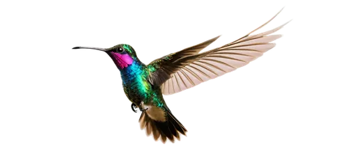 colibri,humming bird,gouldian,rofous hummingbird,bird hummingbird,calliope hummingbird,humming bird moth,ruby-throated hummingbird,hummingbirds,annas hummingbird,gouldian finch,ruby throated hummingbird,bee hummingbird,guatemalan quetzal,allens hummingbird,color feathers,anna's hummingbird,bird flying,bird fly,bird in flight,Art,Artistic Painting,Artistic Painting 48