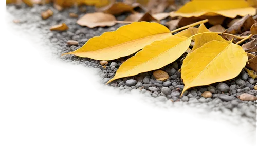 dry leaves,dried leaves,leaf background,gum leaves,autumn background,leaf macro,gold leaves,dry leaf,yellow leaves,leaves frame,autumn frame,leaves in the autumn,leaf color,autumn foliage,acorn leaves,dried cloves,sunflower seeds,shagreen,osmanthus,yellow leaf,Illustration,Vector,Vector 13