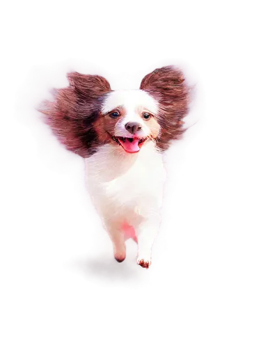 dog angel,pomeranian,long hair chihuahua,shih tzu,pamyu,huichon,pom,dogana,gongju,cheerful dog,flying dog,barkdoll,doghmush,sparapet,pomeranians,small dog,furcolo,toto,badescu,bombyx,Illustration,Paper based,Paper Based 15