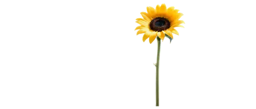 small sun flower,rudbeckia,sun flower,sunflower,yolk flower,helianthus,fried egg flower,ox-eye daisy,sunflower paper,rudbeckia nidita,gerbera flower,erdsonne flower,stored sunflower,gerbera,rudbeckia fulgida,flowers png,sunburst background,gold flower,minimalist flowers,sun flowers,Illustration,Vector,Vector 04