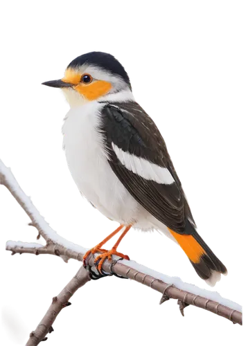 minivet,sterna hirundo,royal tern,whitelocke,aracama,tern bird,tyrant flycatcher,collared inca,toricelli,silver tern,bushshrikes,helmetshrikes,galliformes,flycatcher,african dusky flycatcher,song bird,motacilla alba,petrequin,tern,old world flycatcher,Illustration,Japanese style,Japanese Style 16