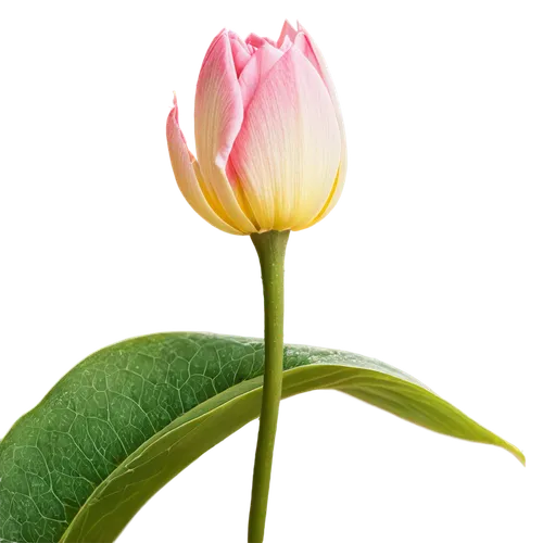 water lily bud,pink tulip,tulip background,flower bud,flower wallpaper,tulip tree flower,red clover flower,blooming lotus,water lily flower,lotus ffflower,tulip,flower opening,tulip blossom,tulip magnolia,flower of water-lily,lily flower,flower background,pink flower,pink water lily,golden lotus flowers,Illustration,Black and White,Black and White 24