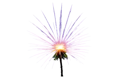 airburst,netburst,fireworks rockets,firework,fiber optic light,cymbopogon,firecracker flower,pyrotechnic,spiny,lampsacus,electric arc,fireworks background,optical fiber,shower of sparks,windbloom,plasma lamp,darwinia,andropogon,pyroelectric,hawkbit,Photography,Artistic Photography,Artistic Photography 02