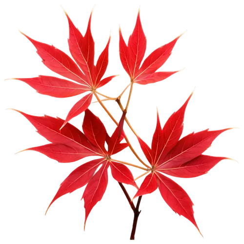 maple leaf red,red maple leaf,red snowflake,red leaf,diwali background,leaf background,flowers png,christmas flower,flame flower,red leaves,flower of christmas,spring leaf background,flower background,fireworks background,red background,wreath vector,red gift,red flower,firecracker flower,on a red background,Illustration,American Style,American Style 04