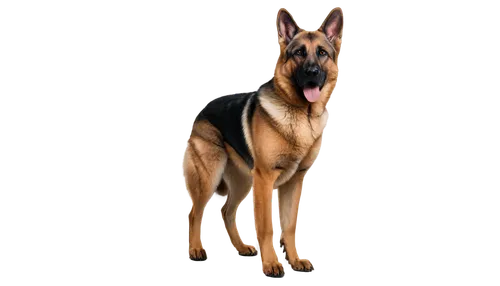 malinois,german shepherd dog,belgian shepherd dog,schutzhund,doberan,doberman,mwd,alsatian,alsatians,dobermannt,gsd,malinovsky,marmaduke,satian,black mouth cur,dobie,dogana,pinscher,dober,old german shepherd dog,Illustration,Paper based,Paper Based 16