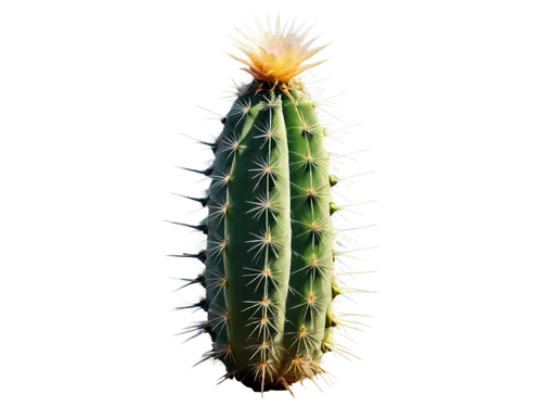 cactus,cactus digital background,san pedro cactus,nopal,prickle,peniocereus,prickly,maguey worm,opuntia,aloe,fishbone cactus,pitaya,spiny,aaa,aloe vera,ananas,cacti,spiky,citronella,prickly pear,Photography,Documentary Photography,Documentary Photography 18