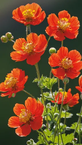 garden cosmos,orange red flowers,red orange flowers,klatschmohn,cosmos flowers,poppy flowers,cosmos autumn,corn poppies,geum rival,trollius download,cosmos flower,tagetes,geum,geum coccineum,orange flowers,poppies,geum urbanum,tagetes patula,english marigold,deep coral zinnia,Illustration,Abstract Fantasy,Abstract Fantasy 11