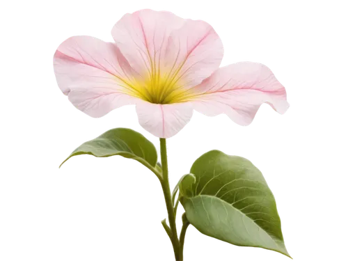 flowers png,pink morning glory flower,anthurium,shrub mallow,calystegia sepium,swamp rose mallow,lotus png,bindweed,madagascar periwinkle,allamanda,trumpet flower,malope,pink hibiscus,hedge bindweed,flower background,chinese hibiscus,hibiscus flower,pink flower white,hawaiian hibiscus,flower pink,Art,Artistic Painting,Artistic Painting 02