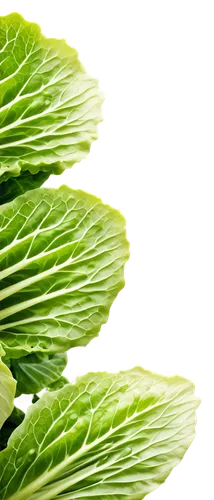 cabbage leaves,fenchel,parsley leaves,nettle leaves,savoy cabbage,escarole,spring leaf background,houseleek,cardoon,petascale,leaf lettuce,callaloo,vine leaves,celery stalk,brassica,defends,romaine,leaf background,asplenium,celery plant,Illustration,Paper based,Paper Based 09