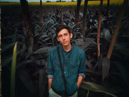 corn field,cornfield,corn stalks,grain field panorama,bed in the cornfield,grain field,forage corn,cropland,crops,field of cereals,wheat fields,corn,wheat field,wheat crops,maize,pineapple field,in the tall grass,corn ordinary,corn harvest,farmer