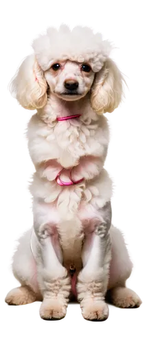 barkdoll,porcelaine,white dog,dog angel,dogana,toy dog,huichon,3d teddy,marmie,female dog,puppa,bichon,chihuahua,dog,small dog,dog frame,meditator,spaniel,mangle,doggart,Conceptual Art,Daily,Daily 20